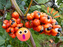 Guaraná muito além da energia: cientistas brasileiros veem na planta benefícios para a nossa saúde mental