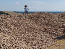 Um agricultor doa 500 toneladas de batatas para evitar que apodreçam, transformando seu campo em um local de peregrinação para necessitados e oportunistas