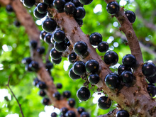 Essa fruta brasileira é eleita a 2ª melhor do mundo (spoiler: não é o açaí)