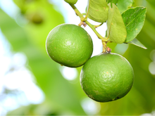 O limoeiro da minha casa passou a crescer de uma hora para outra depois que eu usei esse truque simples