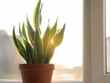 Sol demais nas plantas da sua casa pode ser ruim: veja o que fazer para protegê-las dos raios solares