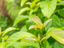 Você só precisa de 1 folha dessa planta para controlar inflamações, diabetes, infecção urinária, pressão alta, colesterol e gastrite
