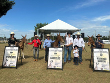 2ª Festa Tropeira de Itapetininga, São Paulo, celebra cultura e tradição
