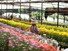 8 cidades floridas no Brasil para conhecer na primavera: é uma mais bonita do que a outra!