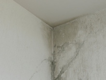 Nem limão, nem bicarbonato de sódio: truque com dois ingredientes é a melhor forma de limpar manchas de umidade na parede