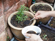 É por isso que você deve começar a espalhar sobras de pó de café no seu jardim imediatamente