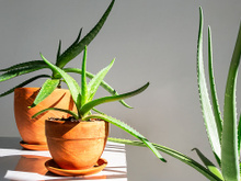 Fácil de cultivar, folha rica em fibras que ajuda no controle do açúcar no sangue cresce até dentro do apartamento