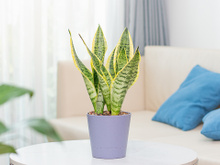 Poucos sabem, mas existe um motivo especial para ter uma planta língua-de-sogra em casa