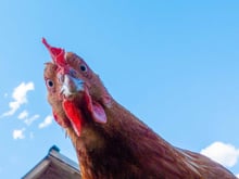 Criar quatro galinhas no quintal parecia uma boa ideia para garantir ovos fresquinhos. Mas a gripe aviária pode mudar tudo.