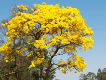 Os beija-flores visitam todos os dias desde que plantei essa árvore na calçada: é muito resistente e tem flores lindas!