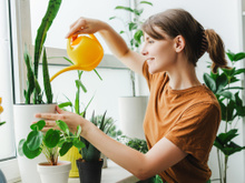 10 plantas da sorte para atrair felicidade e positividade para a sua casa no novo ano