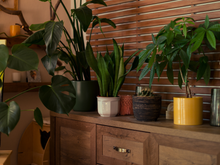 Decore a sua casa com essas plantas para o Ano-Novo se quiser mais prosperidade em 2025
