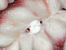 O peixe que faz parte da alimentação de muitos brasileiros por ser barato, mas poucos sabem os cuidados que se deve ter ao consumi-lo