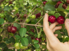 Você só precisa de 1 unidade dessa fruta para atingir a recomendação diária de vitamina C