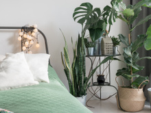 Melhoram o sono e reduzem o estresse: 5 plantas que você deveria ter no quarto (com dicas de como cuidar delas!)