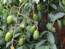 Essa fruta bem docinha que os brasileiros estão plantando tem mais benefícios do que você imagina