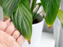 O que significam as pontas das folhas marrons e secas, segundo um especialista em plantas