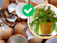 O segredo das samambaias verdes pode estar na casca de ovo