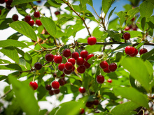 Como plantar caroços de cereja para ter sua própria cerejeira frutífera em casa