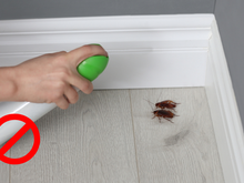 Diga adeus ao veneno de barata: é só plantar essas 3 espécies que elas vão sumir rapidinho!