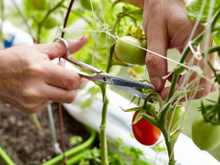 Os vegetais que você não deve plantar ao lado de tomates para uma boa colheita: aprendi as proibidas na horta com um jardineiro