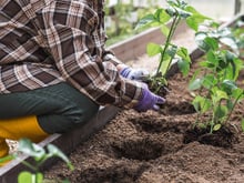 Os 3 vegetais para plantar a partir de 1º de novembro: crescem rápido, precisam de pouco espaço e podem ser colhidos no verão
