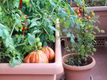 Nem feira, nem hortifruti: a nova tendência é plantar em casa; saiba como cultivar hortas em vasos