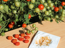 O que acontece se eu comer as sementes do tomate?