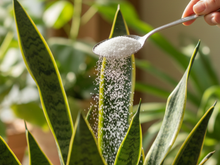 O truque do açúcar na espada-de-São-Jorge que os jardineiros não contam