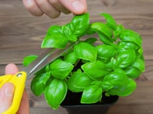 Como colher manjericão sem danificar a planta? Você pode estar fazendo errado e nem sabe disso