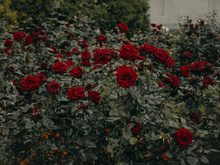 Como podar as rosas após a floração para que elas voltem a florescer de forma exuberante: a regra geral do jardineiro