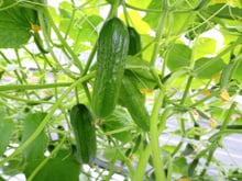 Os 3 vegetais para plantar a partir de 15 de outubro: são fáceis de cultivar e podem ser colhidos no verão