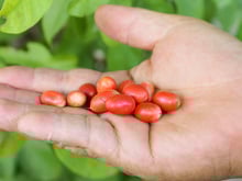 Fruta exótica de casca vermelha faz até limão ficar doce e quase ninguém conhece
