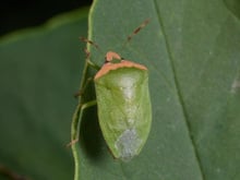 Chega de percevejos no jardim: o cheiro dessa planta ajuda a afastá-los sem precisar de pesticidas