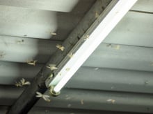 O que são os bichinhos de luz que aparecem nessa época do ano e como evitá-los em casa?