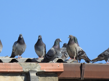 Chega de pombos no telhado: este truque caseiro ajuda a afastar as aves de uma vez por todas