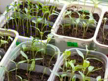 Faça sua horta caseira com materiais que você tem em casa