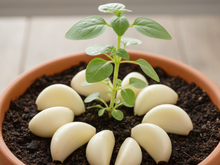 Poucas pessoas sabem qual a finalidade de colocar dentes de alho ao redor das plantas do jardim