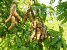 Árvore tropical e frutífera que muitos ignoram pode crescer com facilidade em qualquer quintal