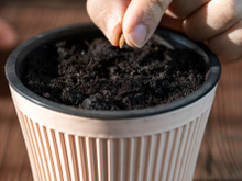 Como germinar sementes de maçã para plantar e colher sua própria fruta