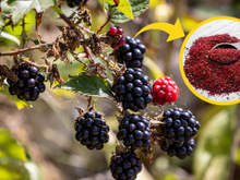 Benefícios do pó de amora: veja como fazer e consumir fruto e folha do alimento que impacta a saúde hormonal das mulheres