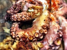 Pulpo(polvo) à galega/à la feria