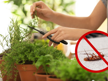 As baratas vão fugir da sua casa nesse verão se você usar essas plantas aromáticas que agem como repelente natural