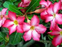 Um amigo jardineiro me ensinou essa dica para cultivar rosa do deserto e ela nunca ficou tão florida quanto agora