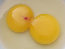 O que é a mancha vermelha no ovo: TudoGostoso explica se pode comer ou se deve descartar