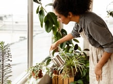 A planta que só precisa ser regada uma vez por semana e é superdecorativa: dica do dia para os esquecidos