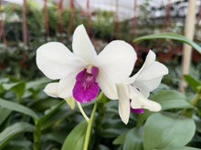 O tipo de orquídea mais fácil de cultivar em casa: descobri o segredo de jardineiro para adubar essa planta versátil