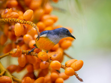 Como manter os pássaros longe das árvores frutíferas sem gastar um único centavo