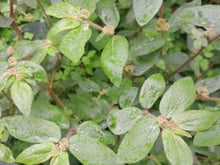 Essa planta cresce na calçada de graça, ninguém dá valor, mas é a melhor para...