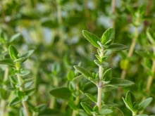 De todas as ervas, há uma em particular que você deve escolher